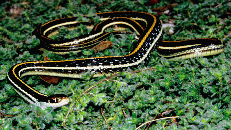 Western Ribbonsnake