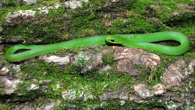 Smooth Greensnake