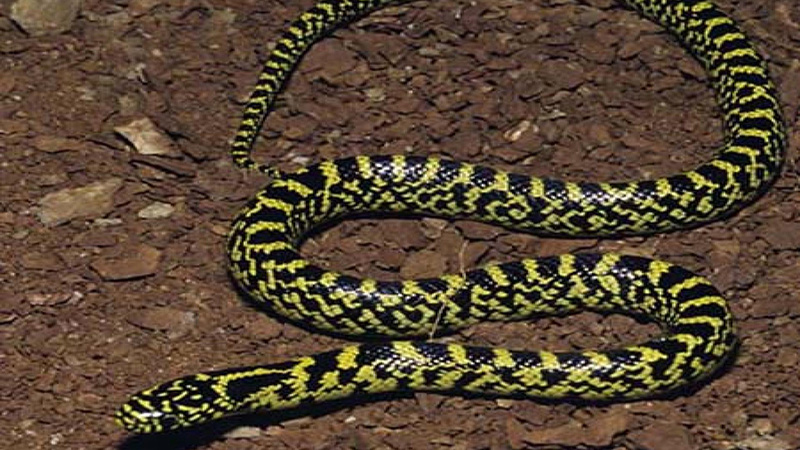 Speckled Kingsnake (Juvenile)