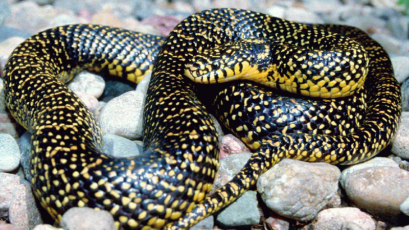 Speckled Kingsnake