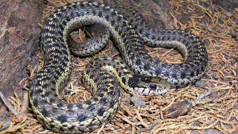 Western Terrestrial Gartnersnake