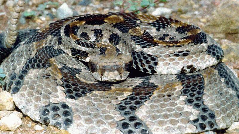 Timber Rattlesnake