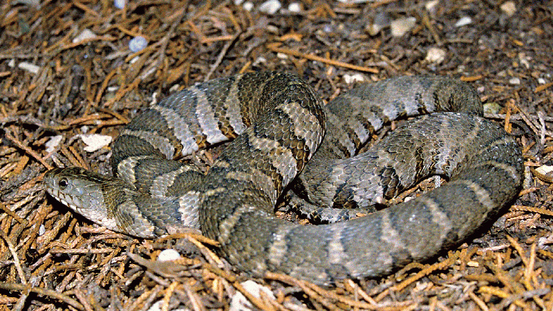 Common Watersnake