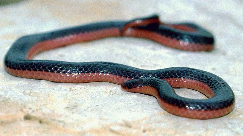 Western Worm Snake