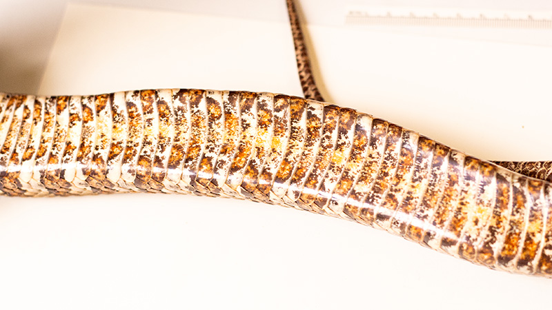 Speckled