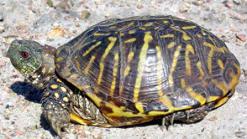 Ornate Box Turtle