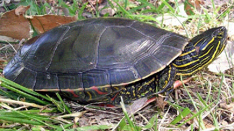 Painted Turtle