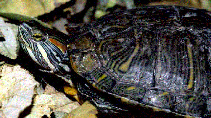 Red-Eared Slider Turtle