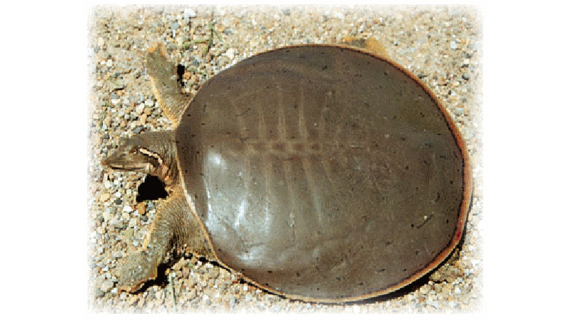 Smooth Softshell Turtle