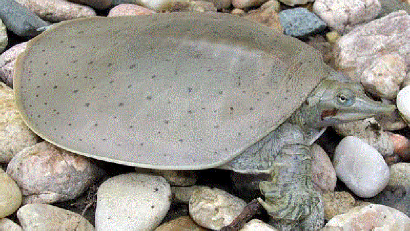 Spiny Softshell Turtle