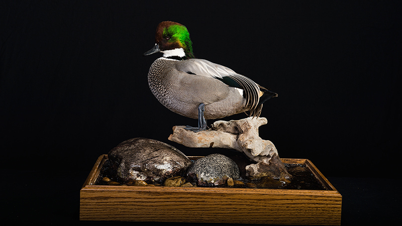 Falcated Duck 
