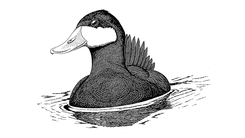 North American Ruddy Duck 
