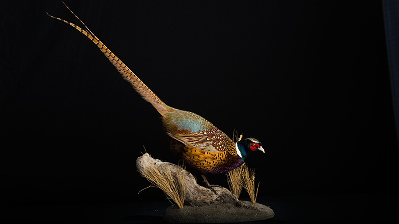 Ring-necked Pheasant 