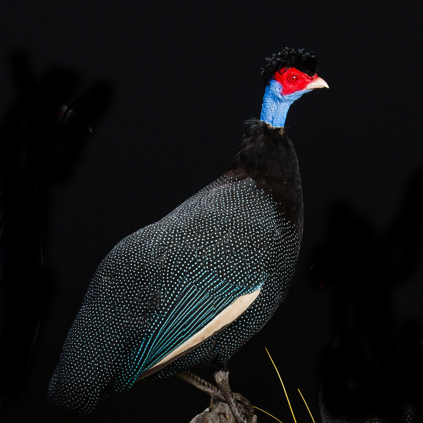 Crested Guineafowl 
