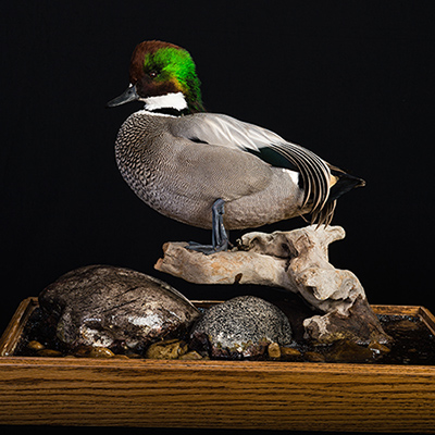 Falcated Duck 