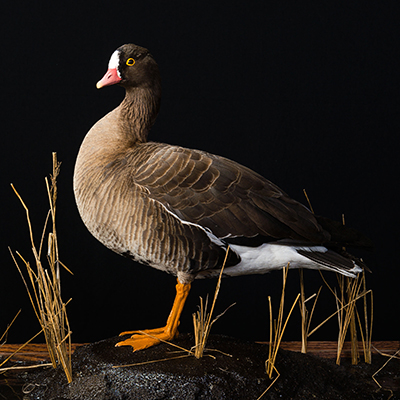Lesser White-fronted Goose 