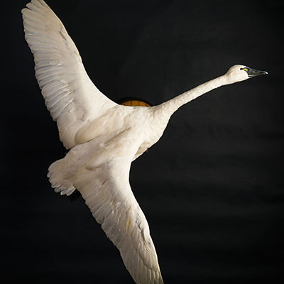 Tundra [Whistling] Swan