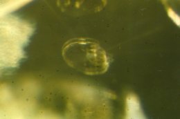 "Fried-egg-like" liquid and gas inclusions in peridot. Note doubling of images.