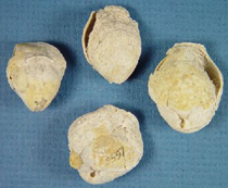 Brachiopods from the Grant Shale