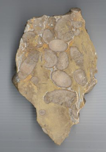 Polished slab showing transverle and longitudinal sections through corallites of Pseudozaphrentoides verticillatus (Barbour).