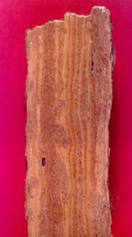 Cryptalgalaminae from the Salem Point Shale member, Grenola Formation, Richardson county
