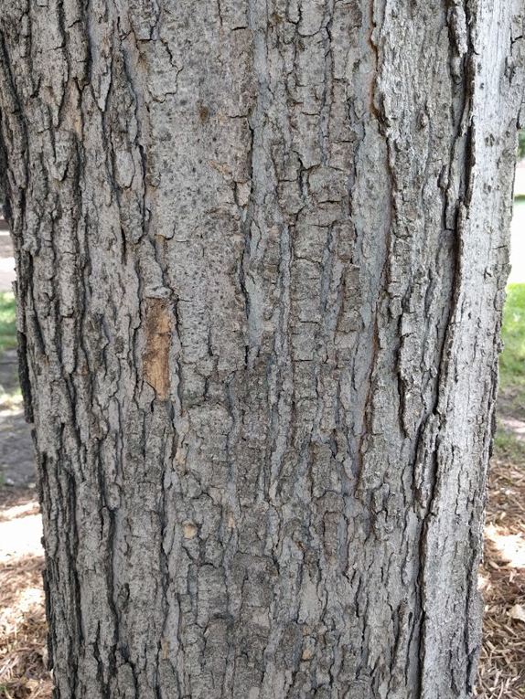 types of maple tree bark