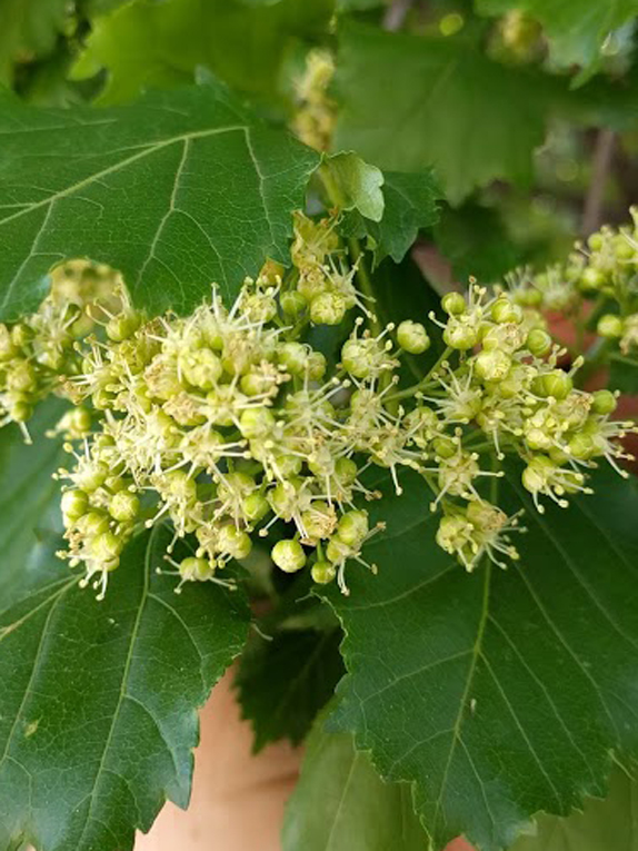 Basic Tree Tree Identification Regional And Community Forestry 