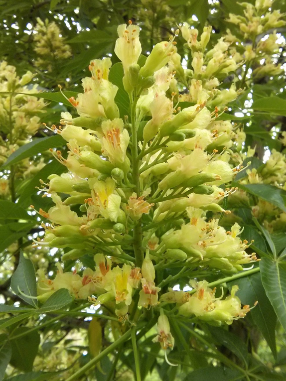 Ohio buckeye Flower