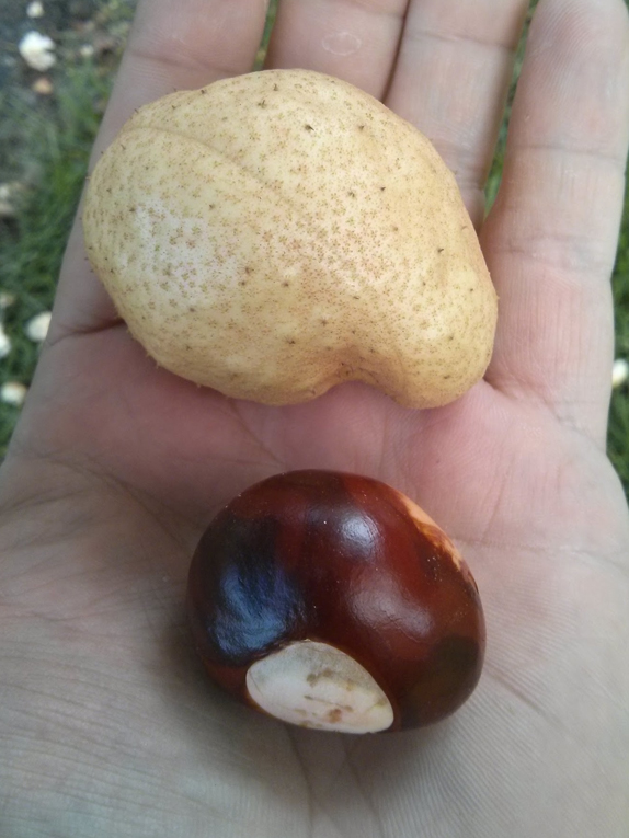 Ohio buckeye Fruit
