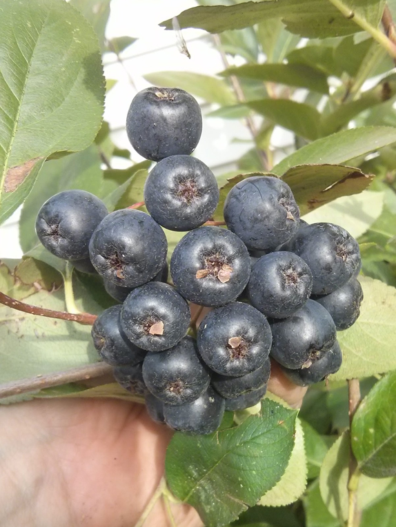 black chokeberry, aronia Fruit