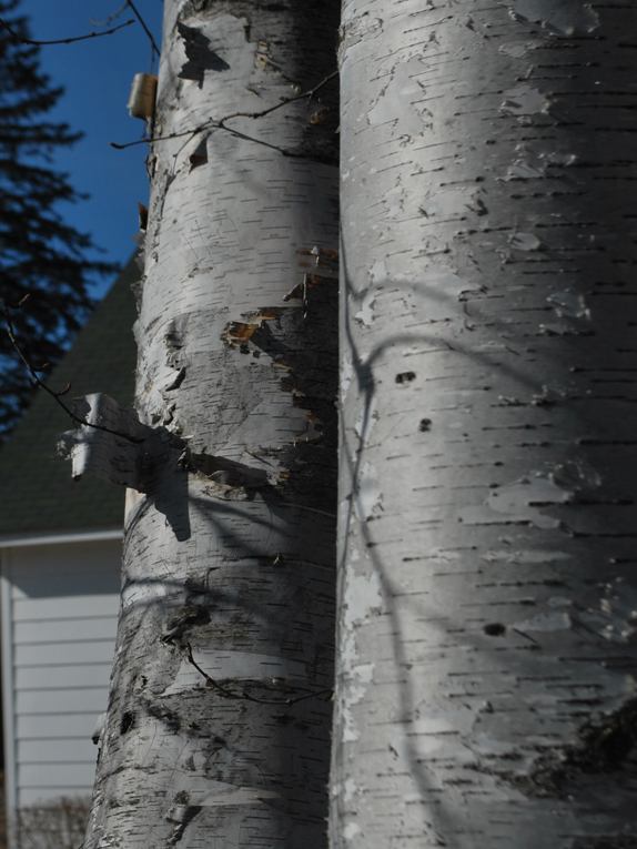 paper birch Bark
