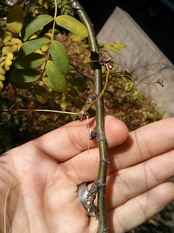 Siberian peashrub Twig