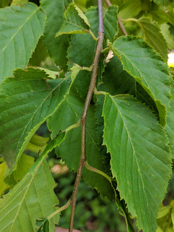 musclewood, bluebeech Twig