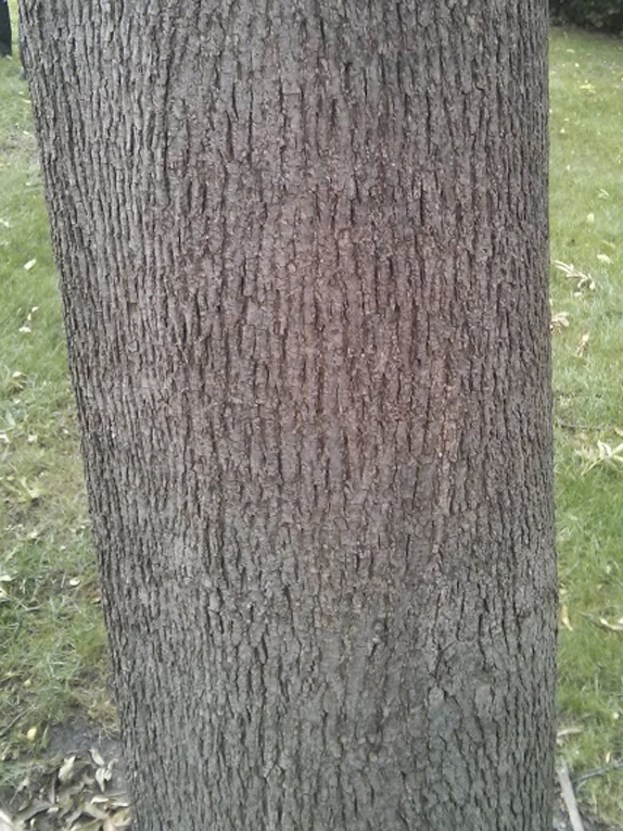bitternut hickory Bark
