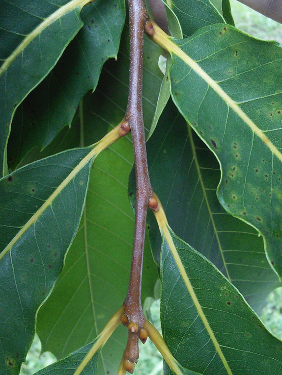 American chestnut Twig