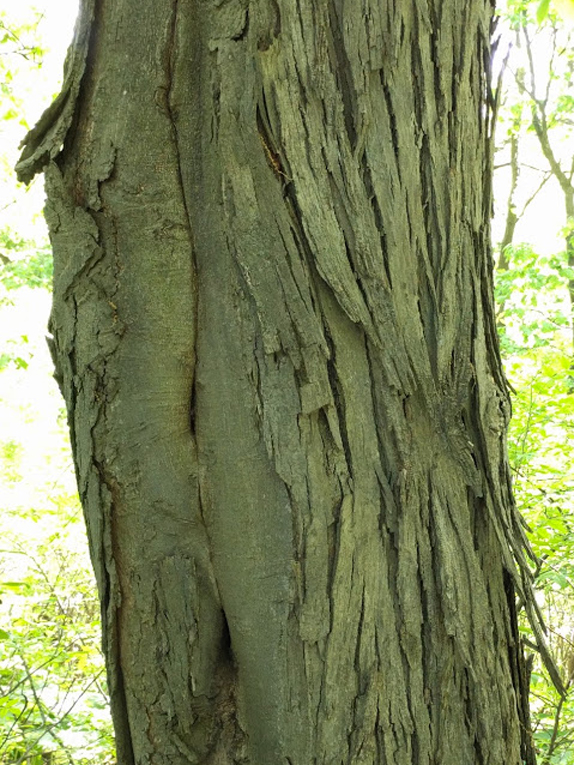 shagbark hickory Bark