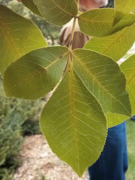 shagbark hickory Foliage