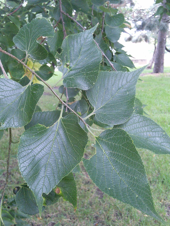 leaf guide tree identification key