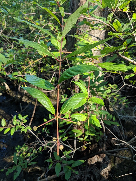 buttonbush Twig