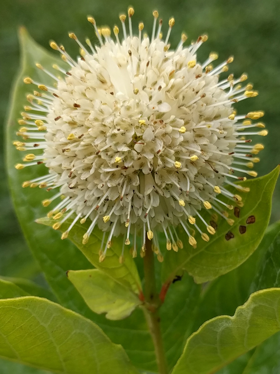 buttonbush Flower