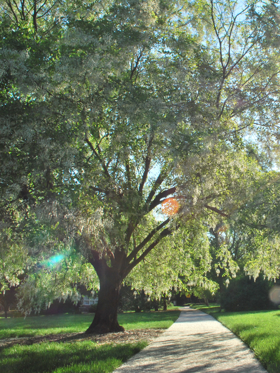 Basic Tree Tree Identification Regional and Community Forestry