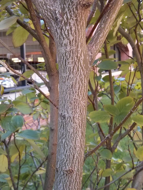 alternate-leaf dogwood, pagoda dogwood Bark