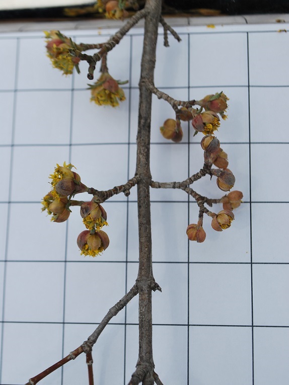 cornelian-cherry Twig