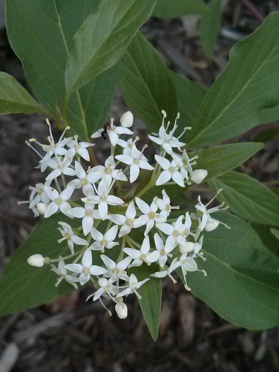 red-osier dogwood Flower