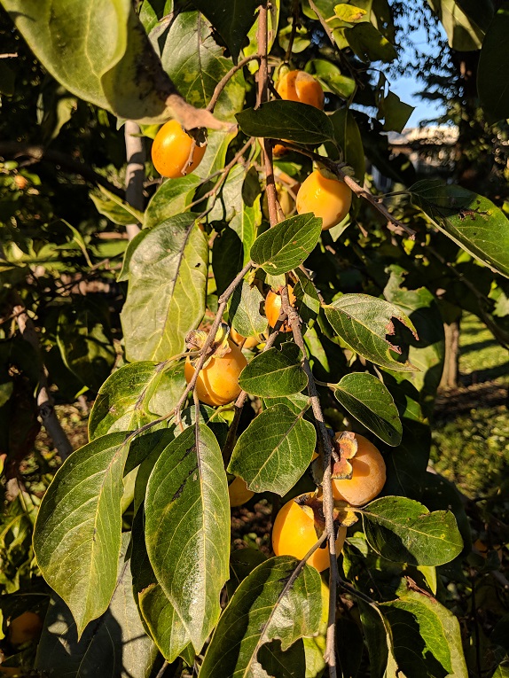 persimmon Fruit