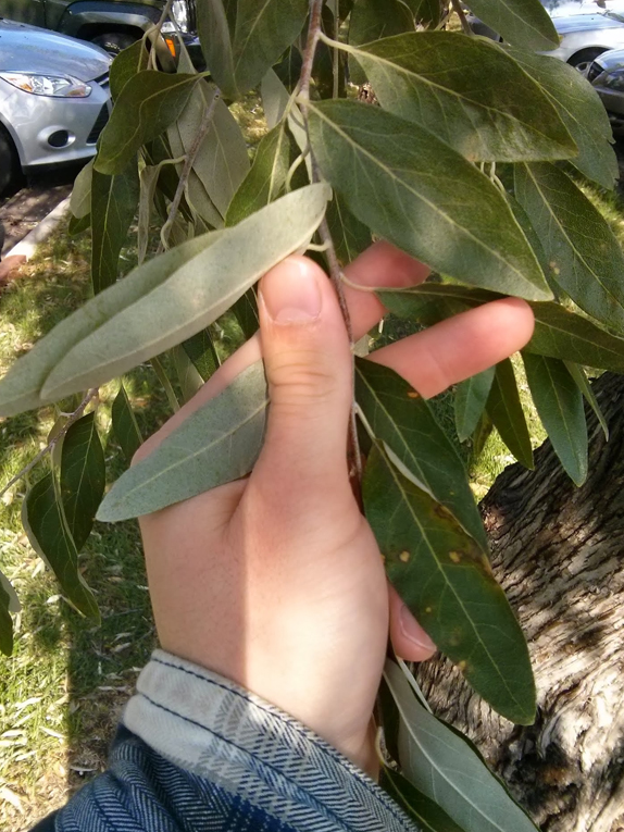 Russian-olive Foliage
