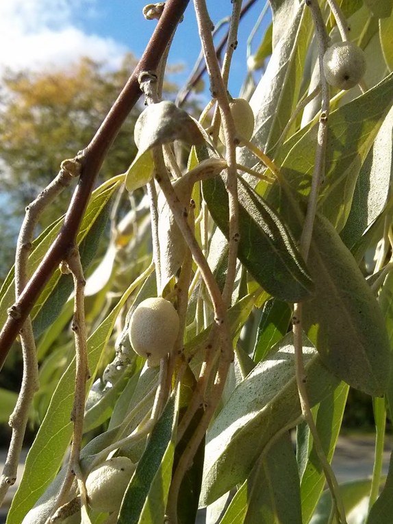 Russian-olive Fruit