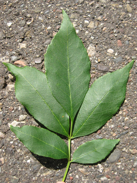 green ash Foliage