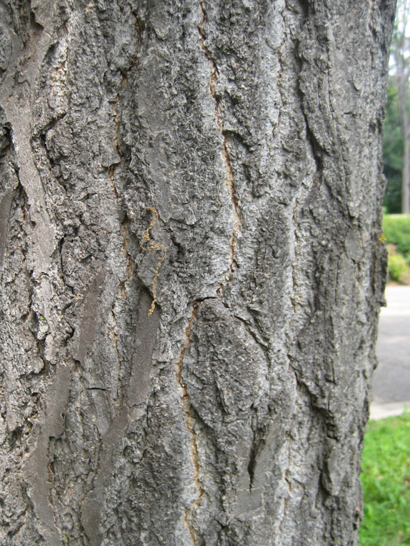 ginkgo, maidenhair-tree Bark
