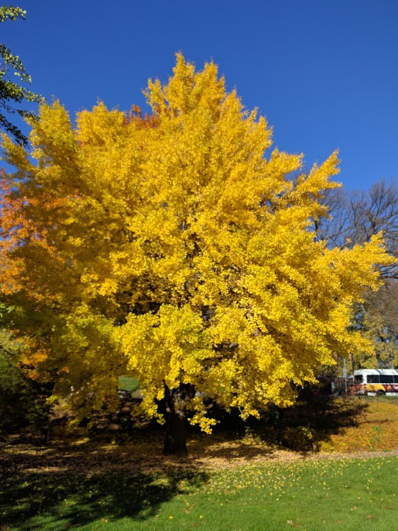 ginkgo, maidenhair-tree Color